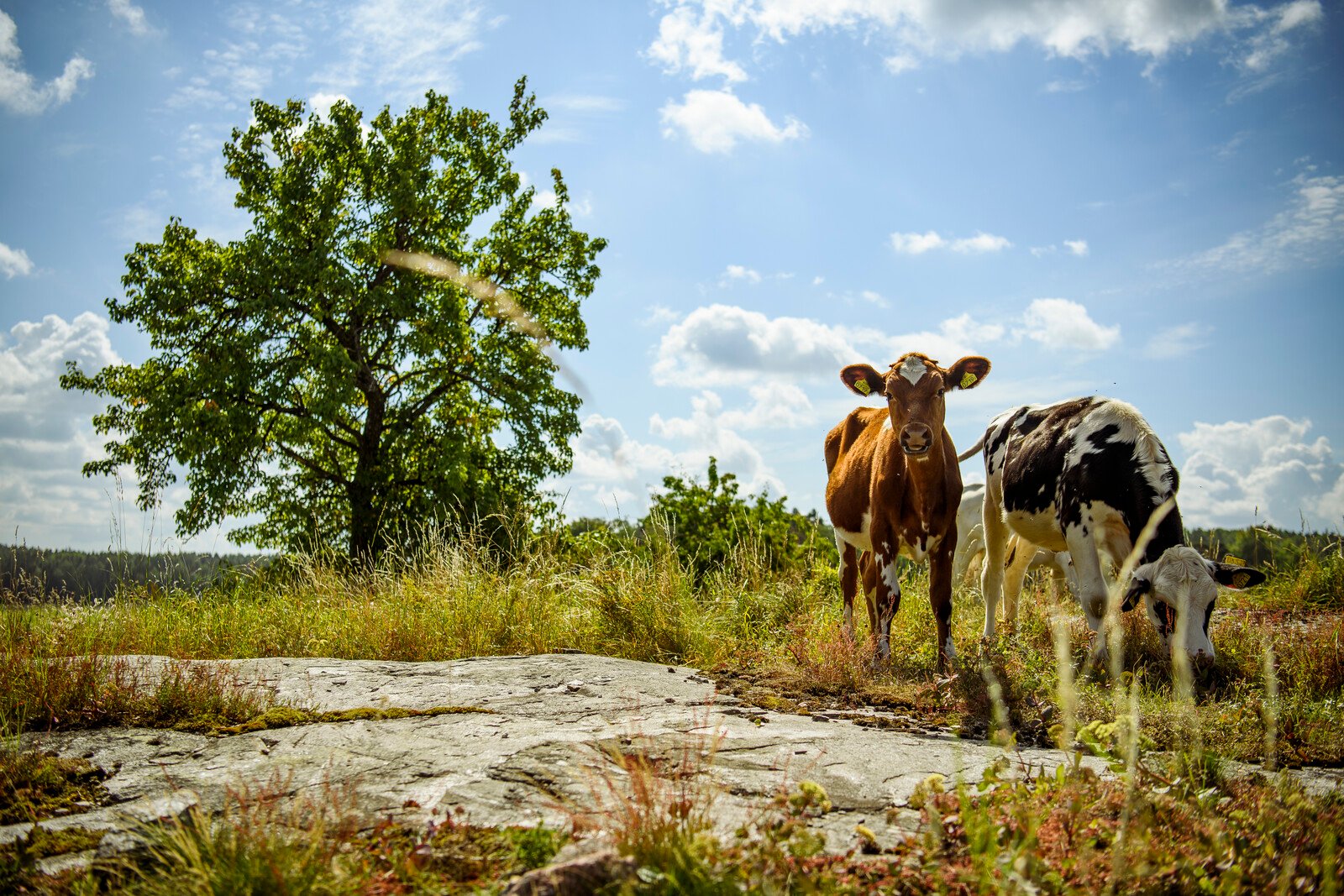 No Support for Abolishing the Right to Grazing