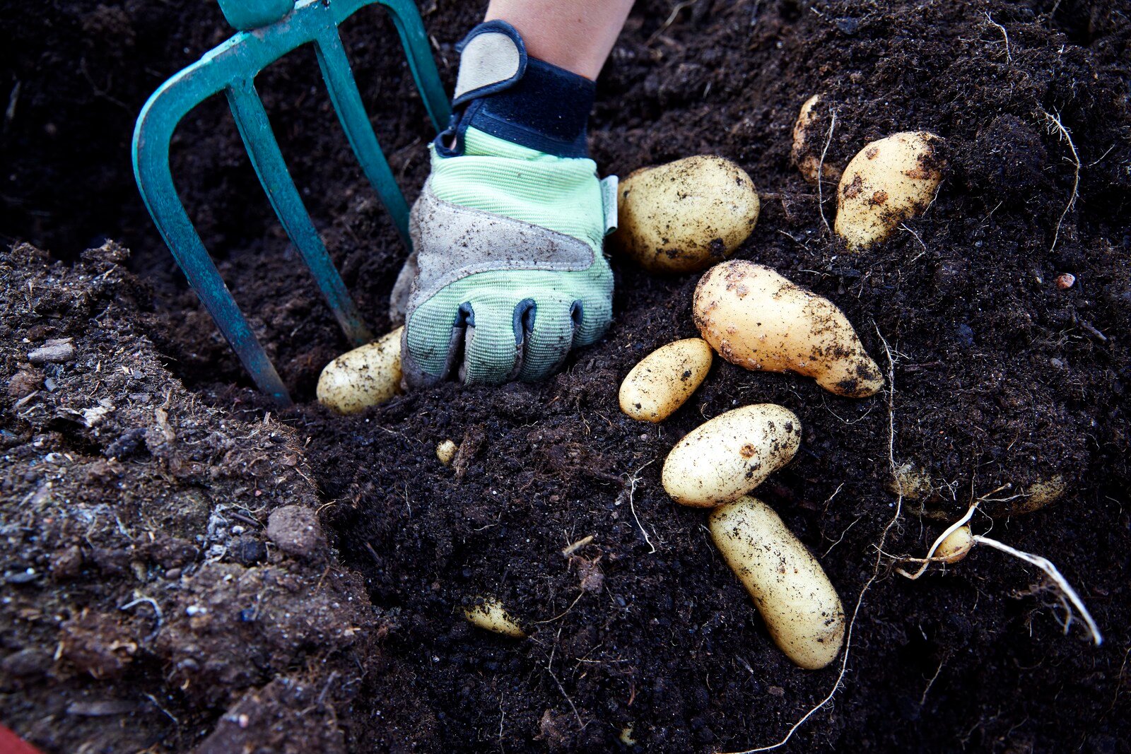 Unusual Potato Disease in Skåne