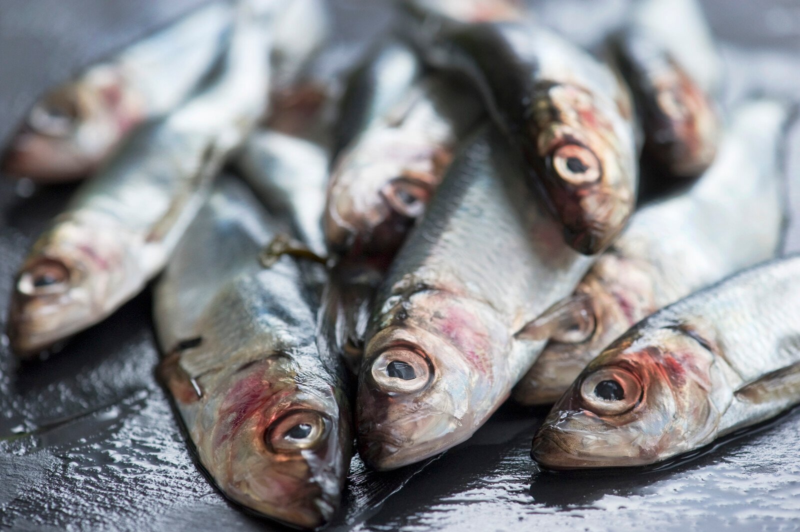 New type of giant trout discovered in the Baltic Sea