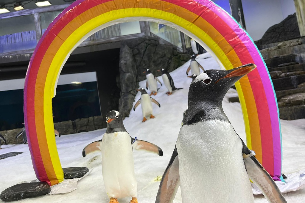 World-renowned gay penguin has died