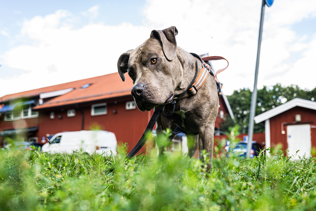 The breed banned abroad is increasing in Sweden