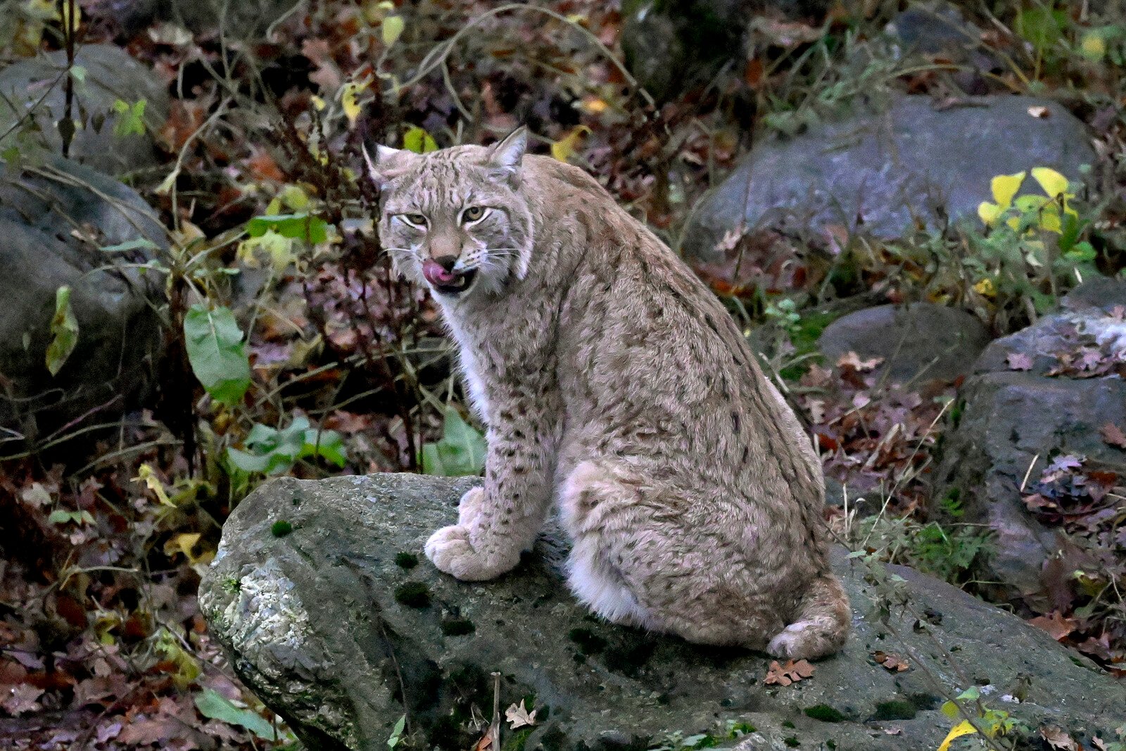 Multiple dogs injured – protective hunting of lynx