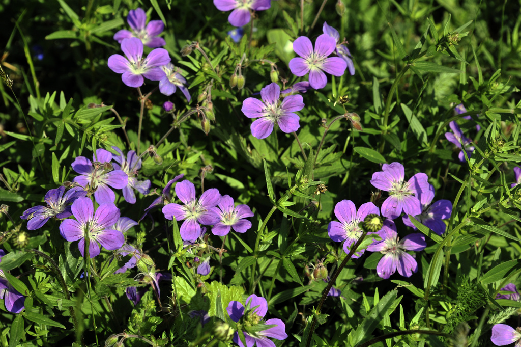 Early Summer Can Affect Midsummer Bouquet