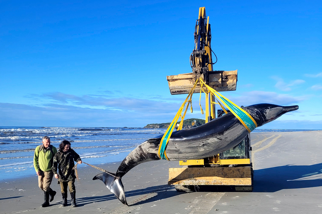 Dead whale may be the world's rarest