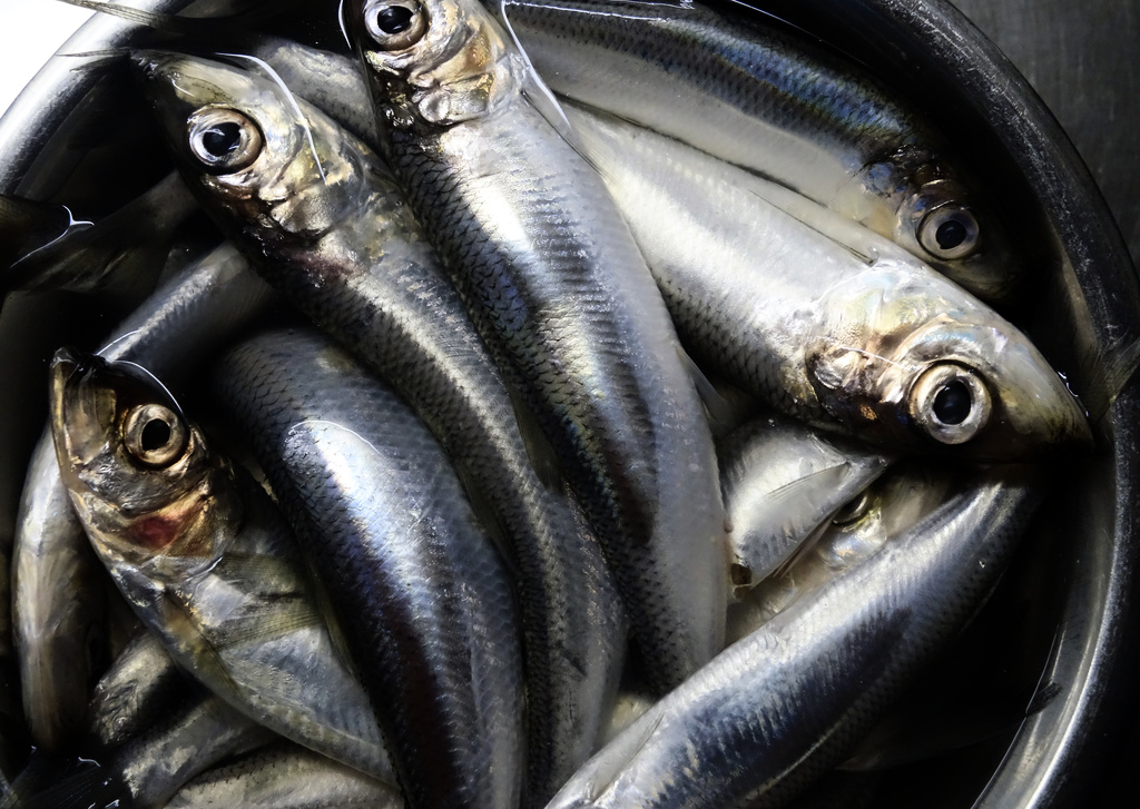 EU: Proposal for increased quotas for herring fishing