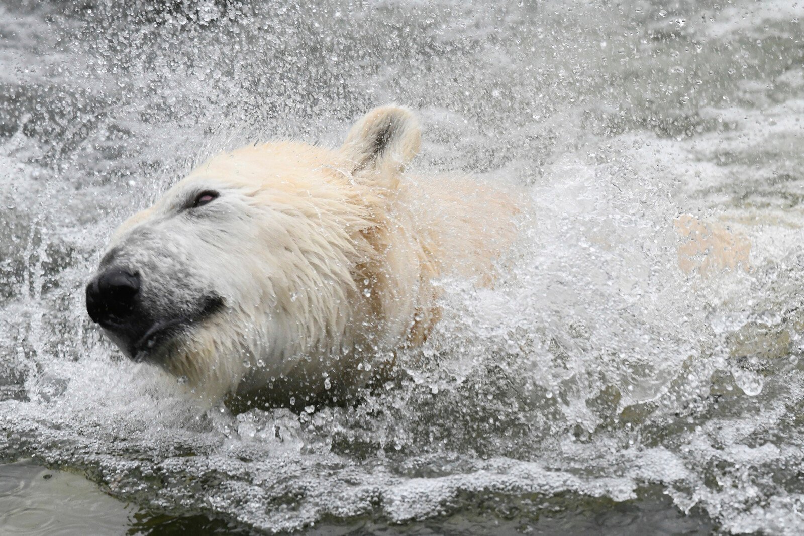 Polar bear shot – believed to have drifted to Iceland