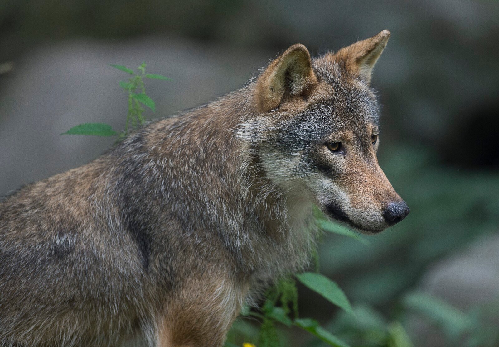 Wolf shot – threatened hunting dogs