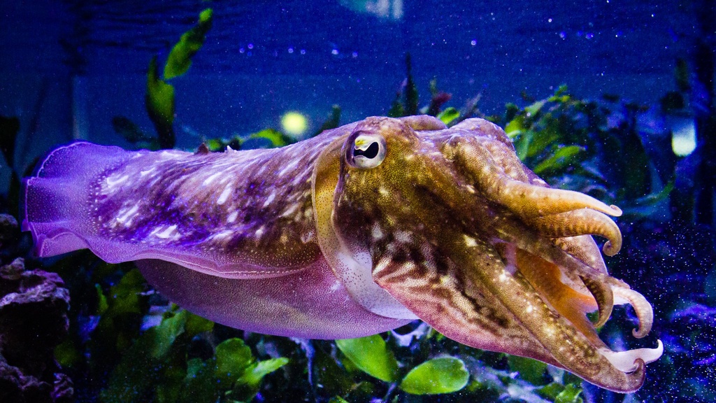 Octopuses also have false memories