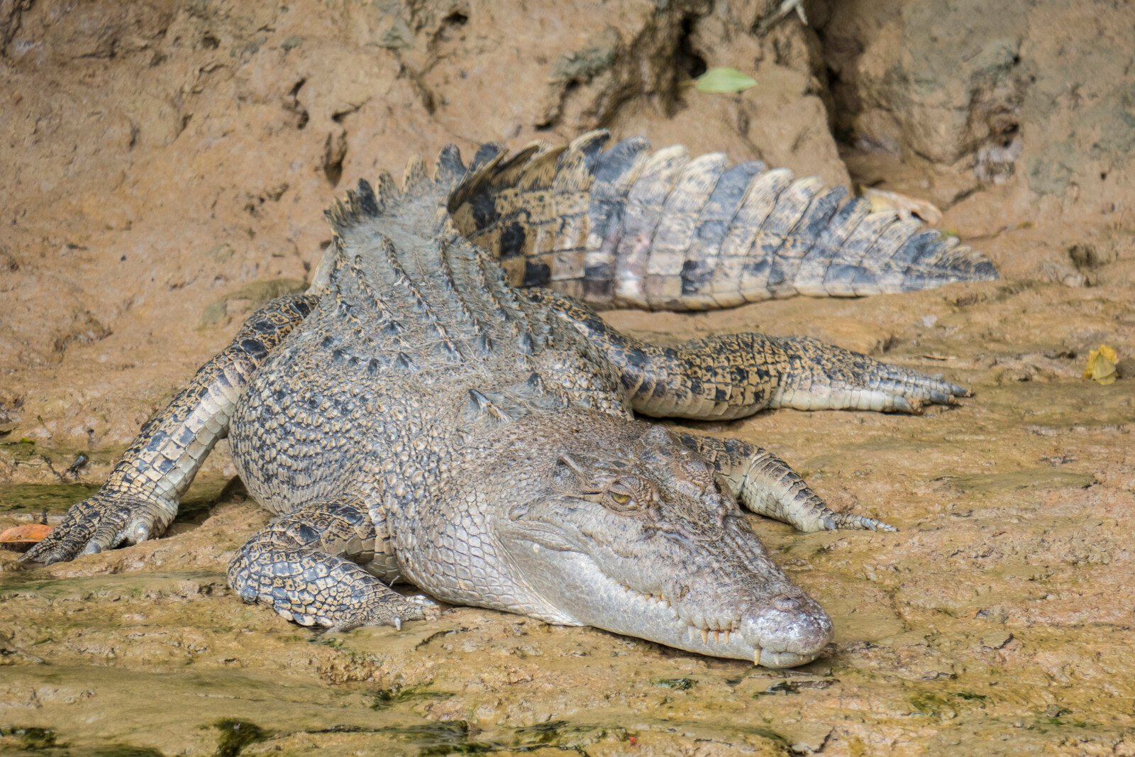 The "Crocodile Dundee" Crocodile is