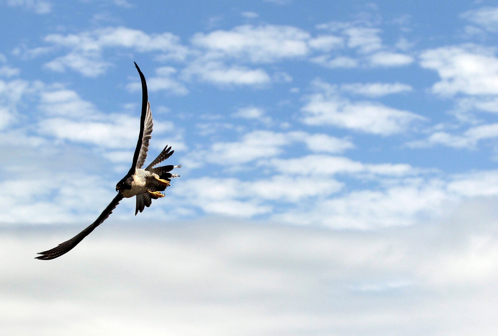 Falcon hunting at 3,000 meters