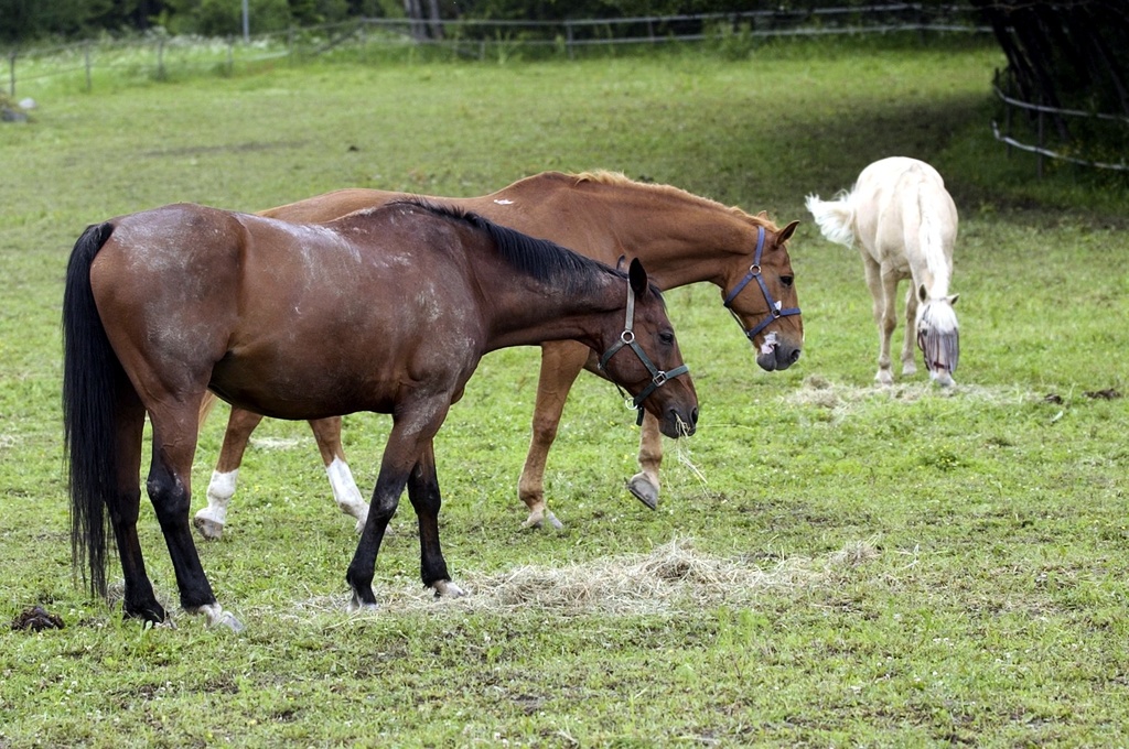 Three horses killed in collision