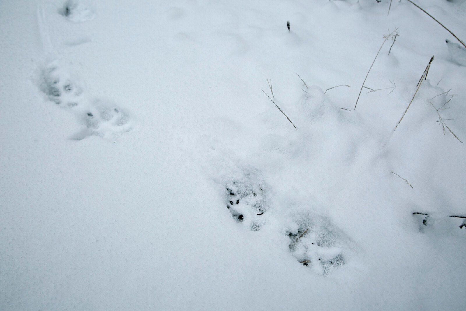 Wolf hunt concluded in three territories