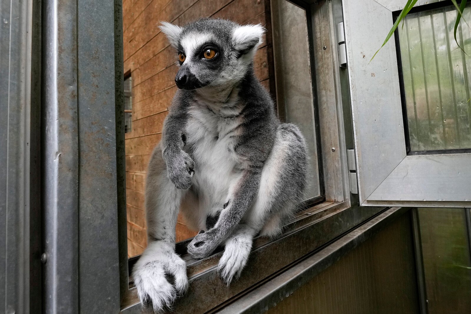 Lemur on the loose caught