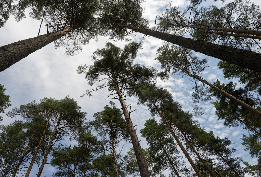 Pine Trees are Growing Taller in Sweden