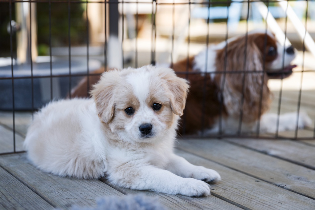 Popular breed of dog to be saved through cross-breeding