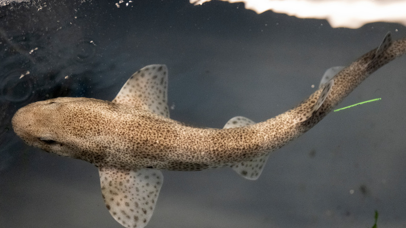 The Red Sharks that Wanted to Go Home to Lysekil