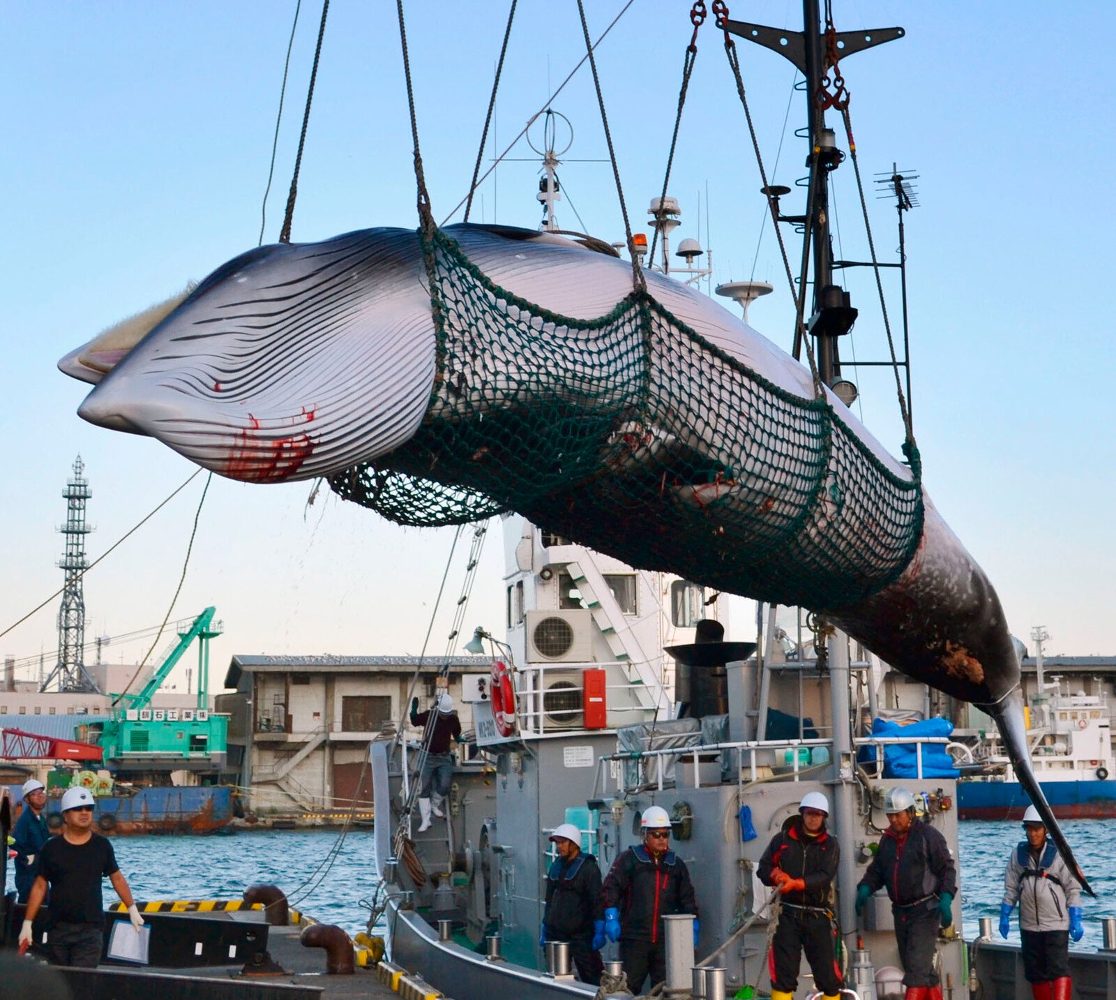 Sei Whale Harpooned in Japan