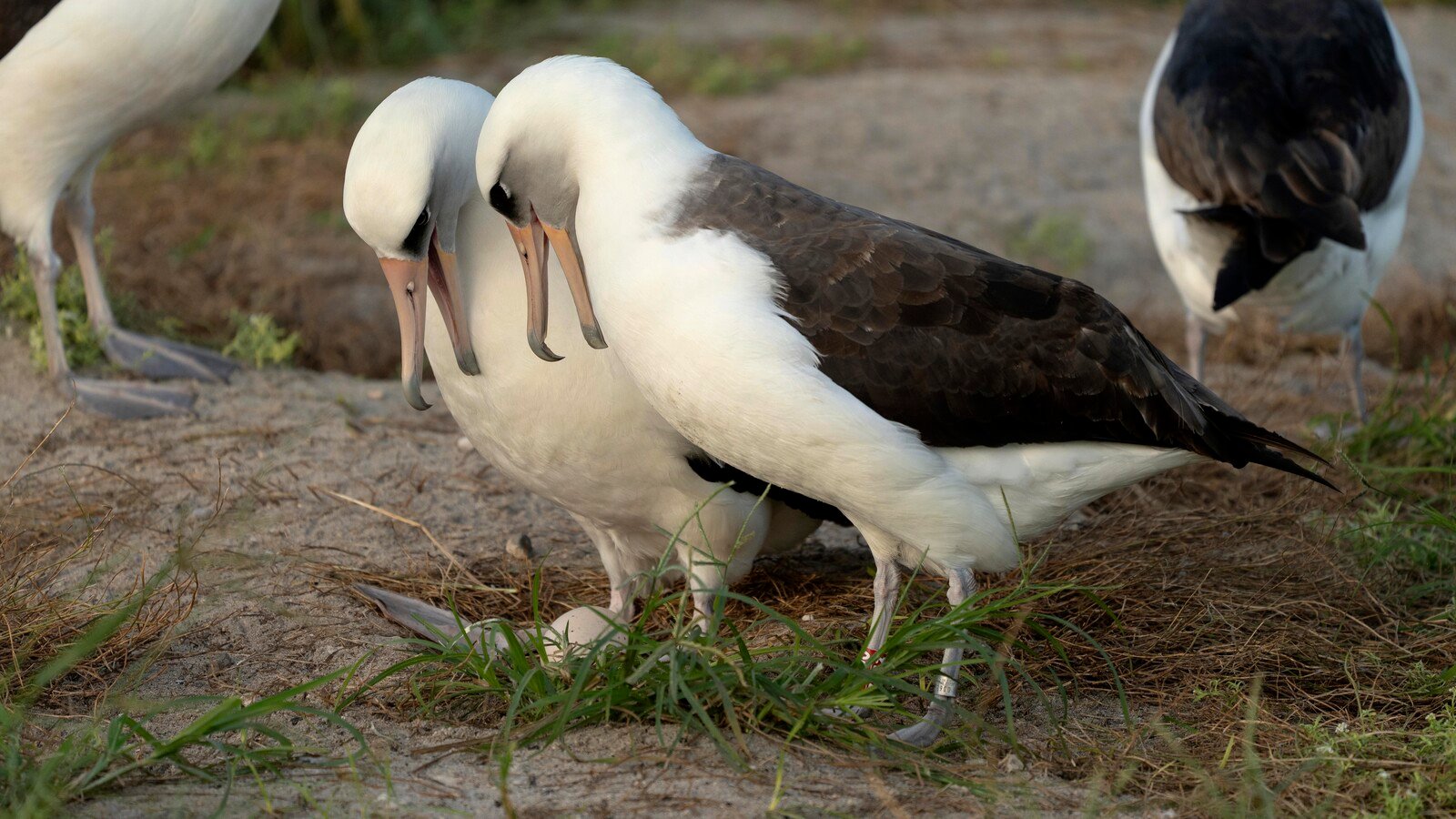 The world's oldest bird lays