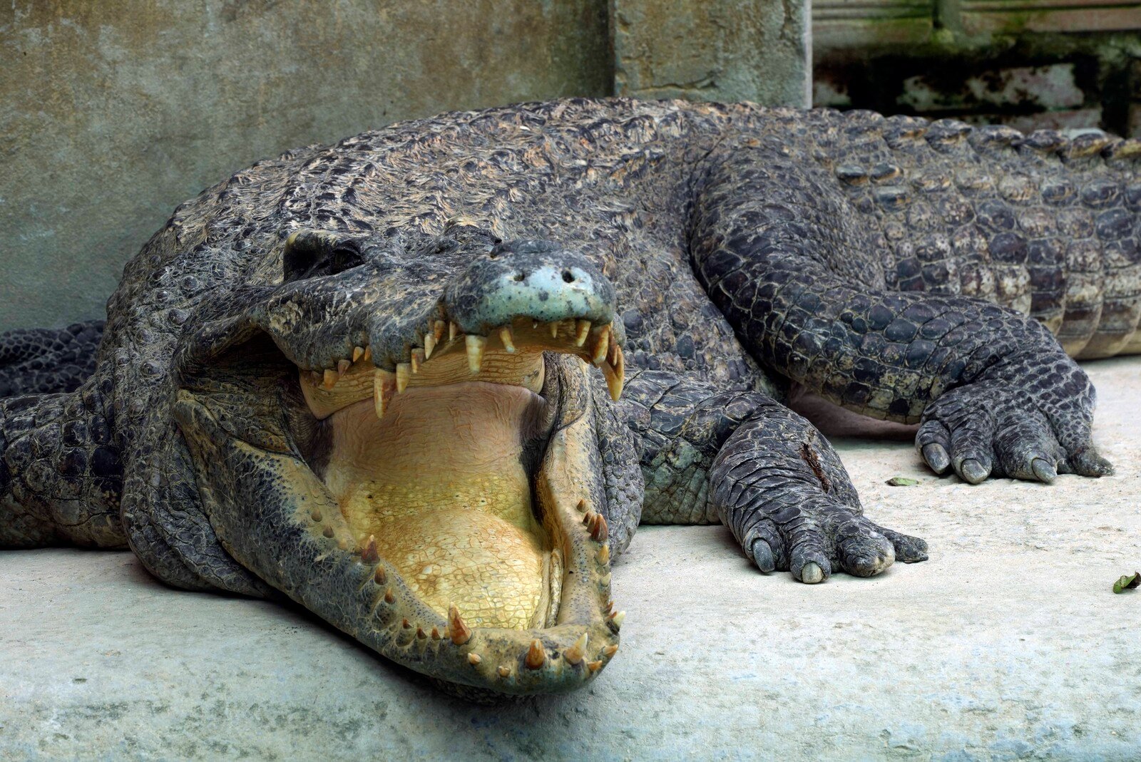 The world's largest crocodile dead