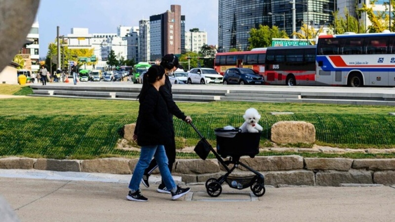 More dog strollers are being