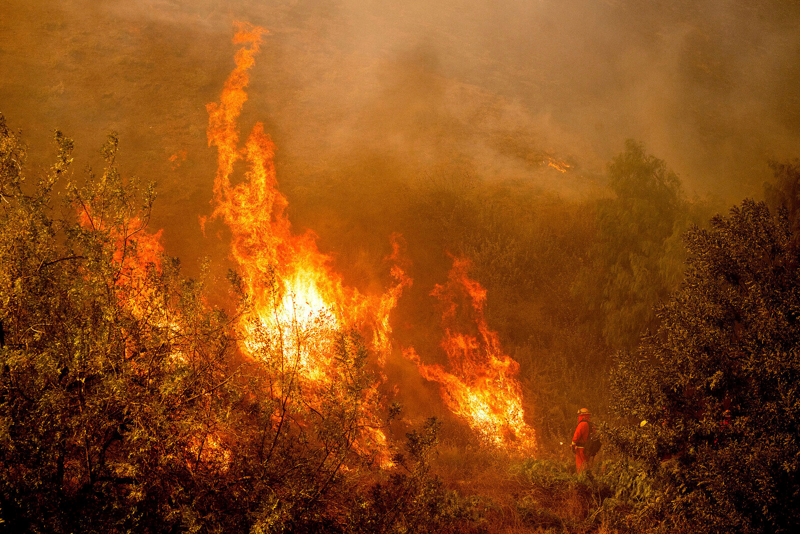 Many buildings destroyed in forest