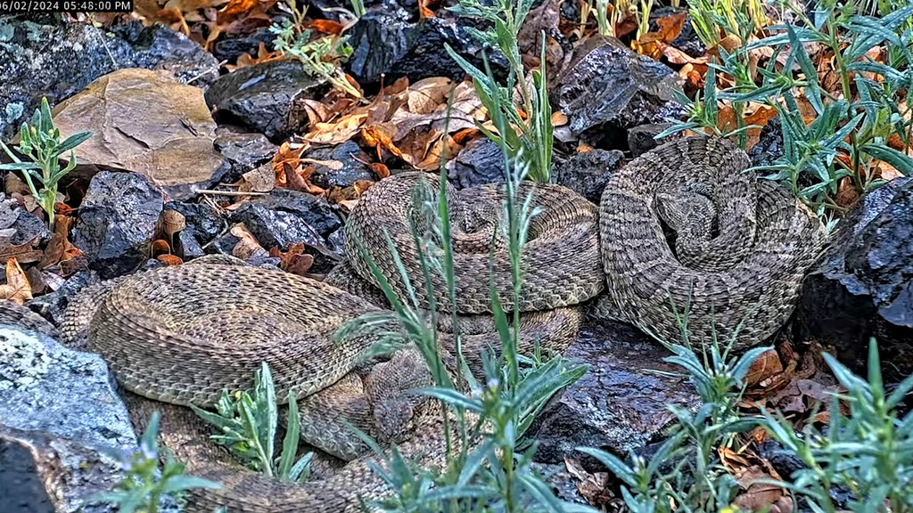 Rattlesnake TV: An Alternative to Elk Migration