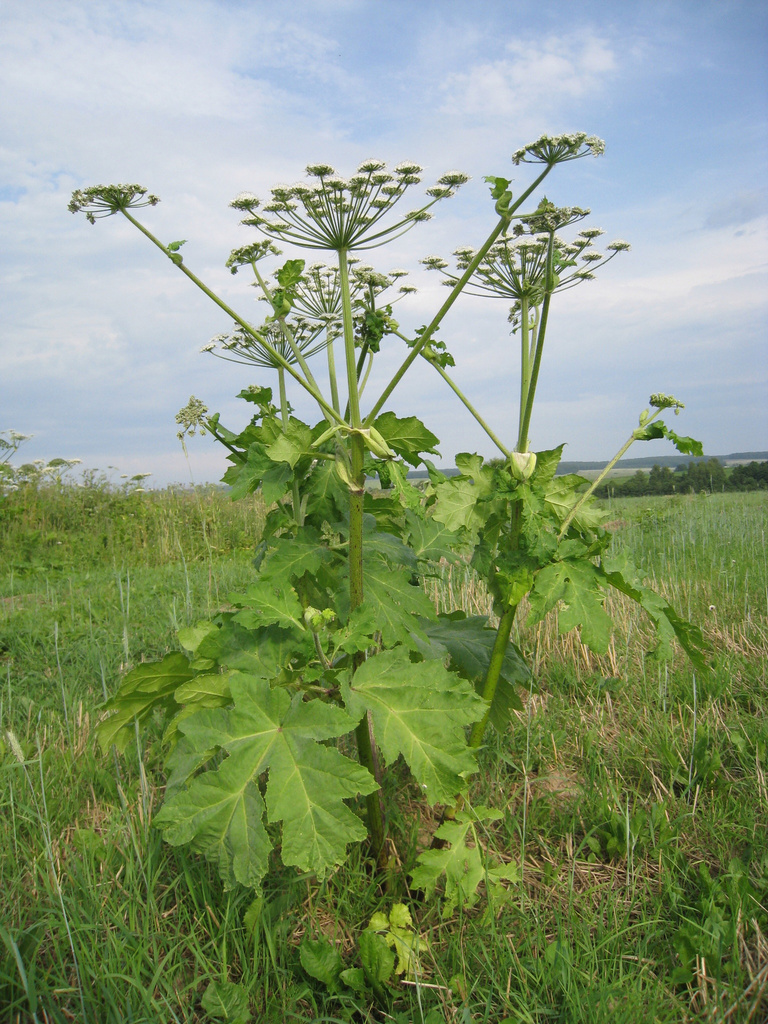 New invasive species in Sweden – related to giant hogweed