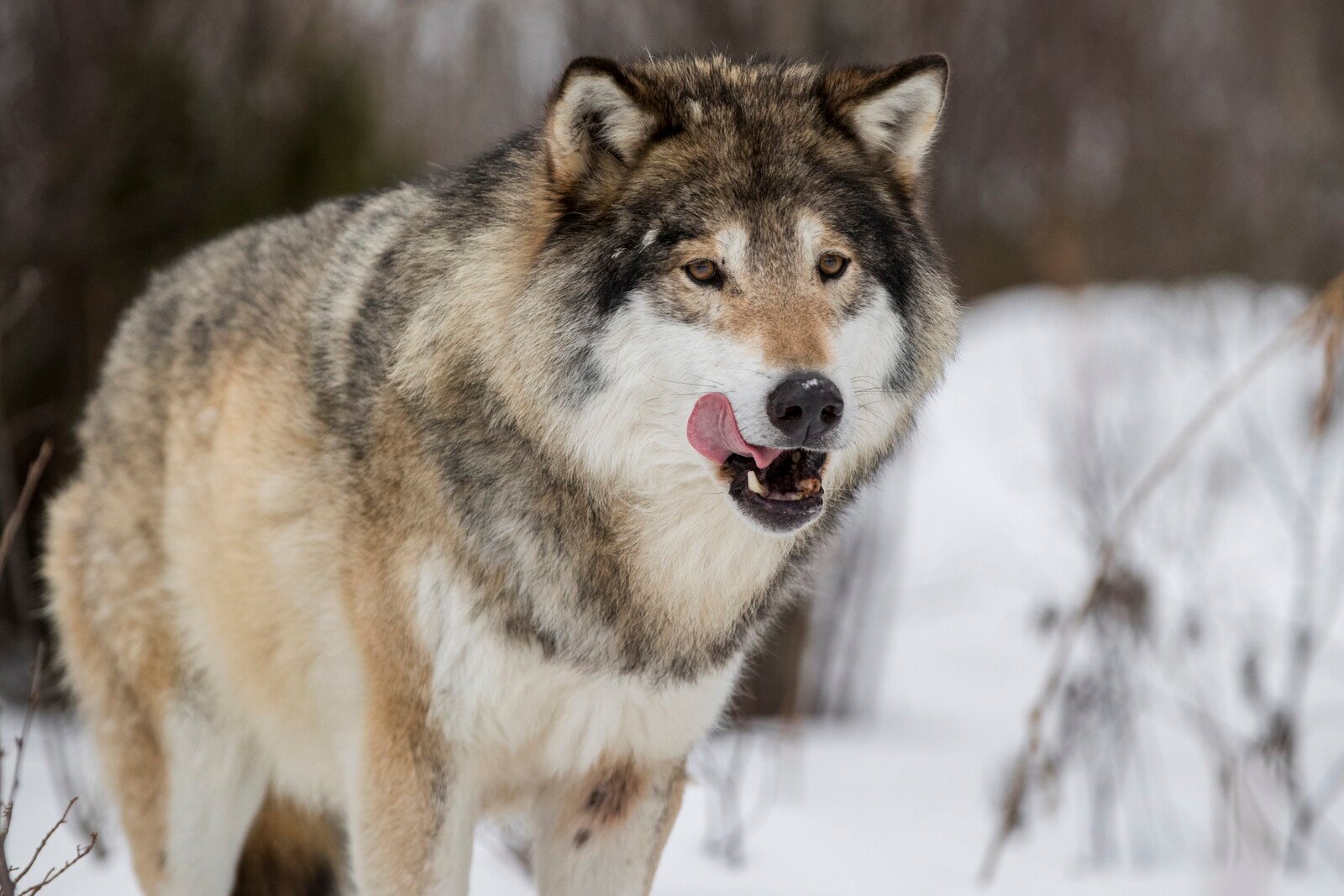 Wolf refused to back down – was shot dead