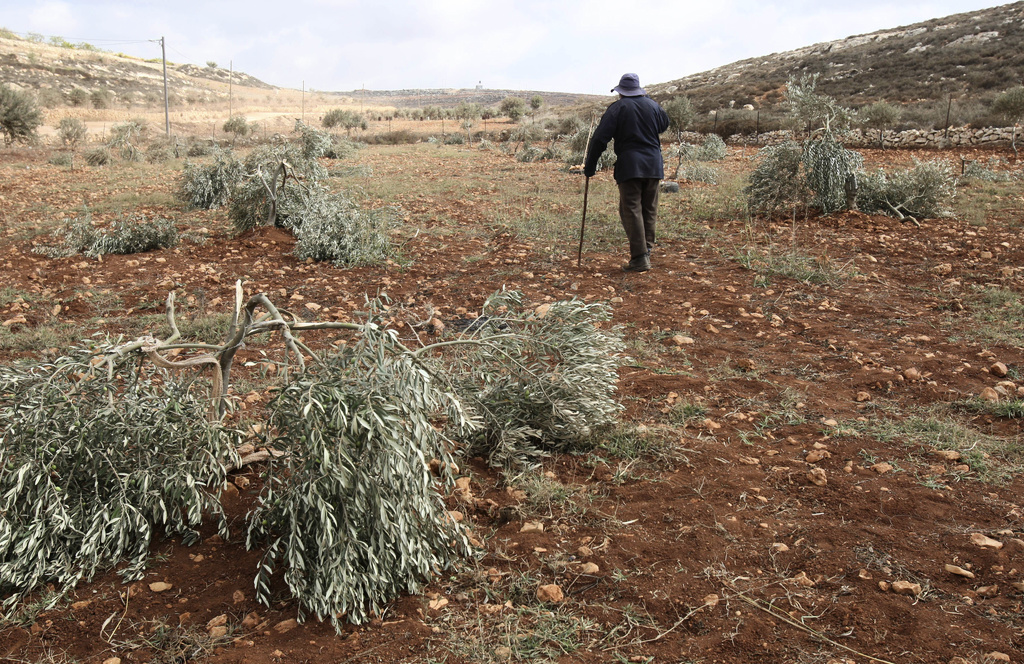 Settlers attacked volunteers on the West Bank