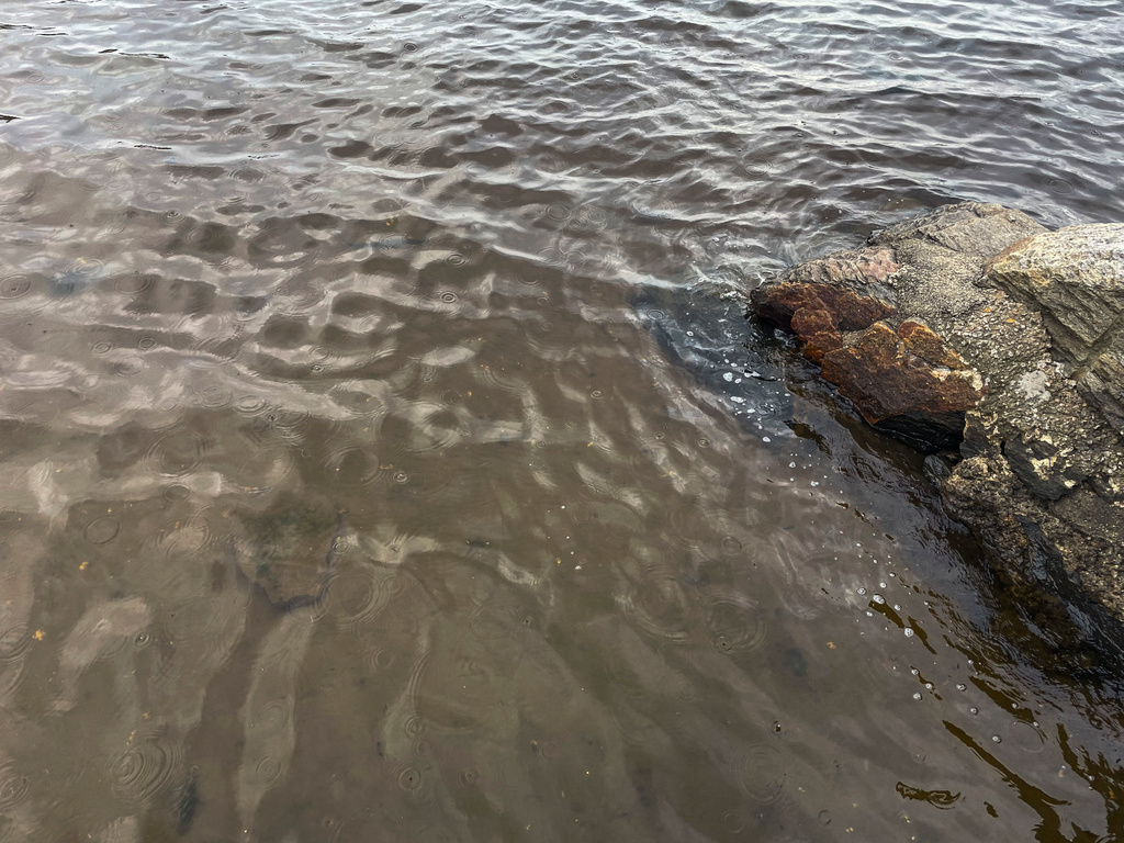 Brown seawater in Bohuslän – okay to bathe