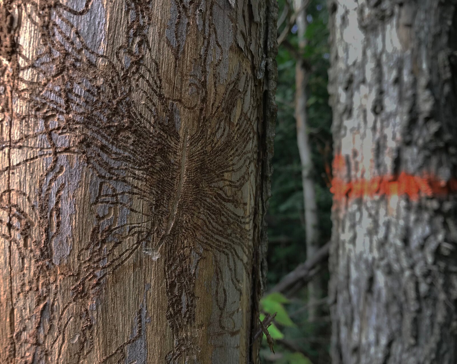 

Strong increase in Dutch elm