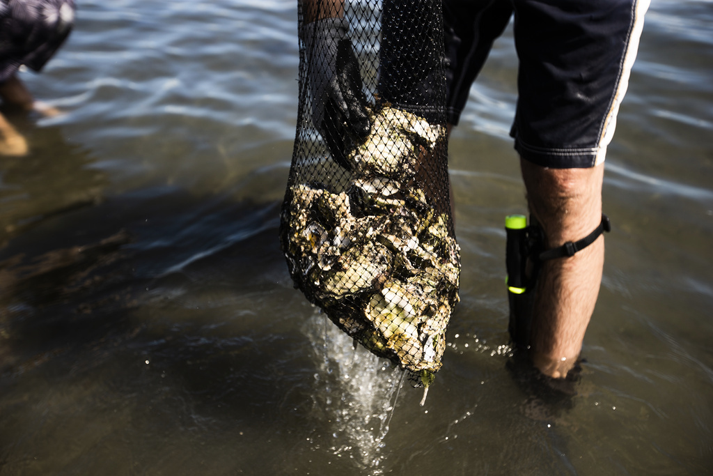 So the sharp and invasive oysters can be stopped