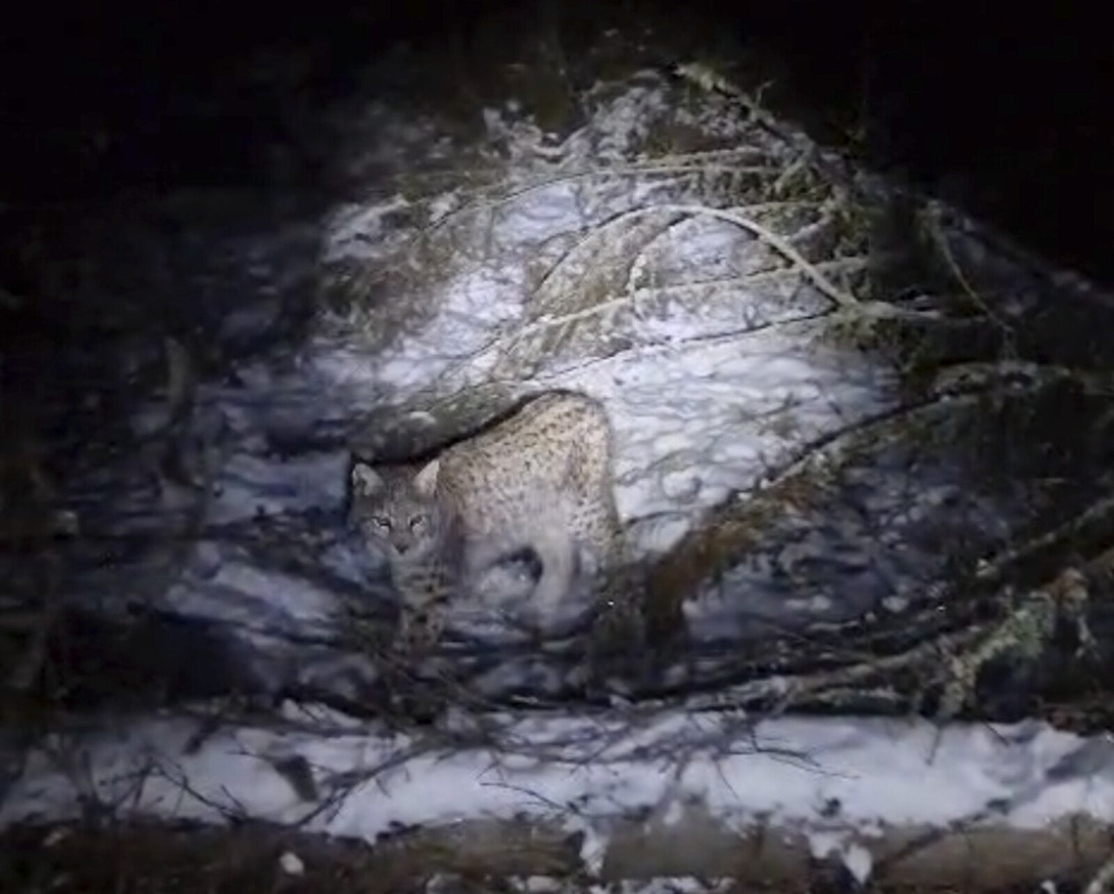 Lynxes illegally released in Scotland