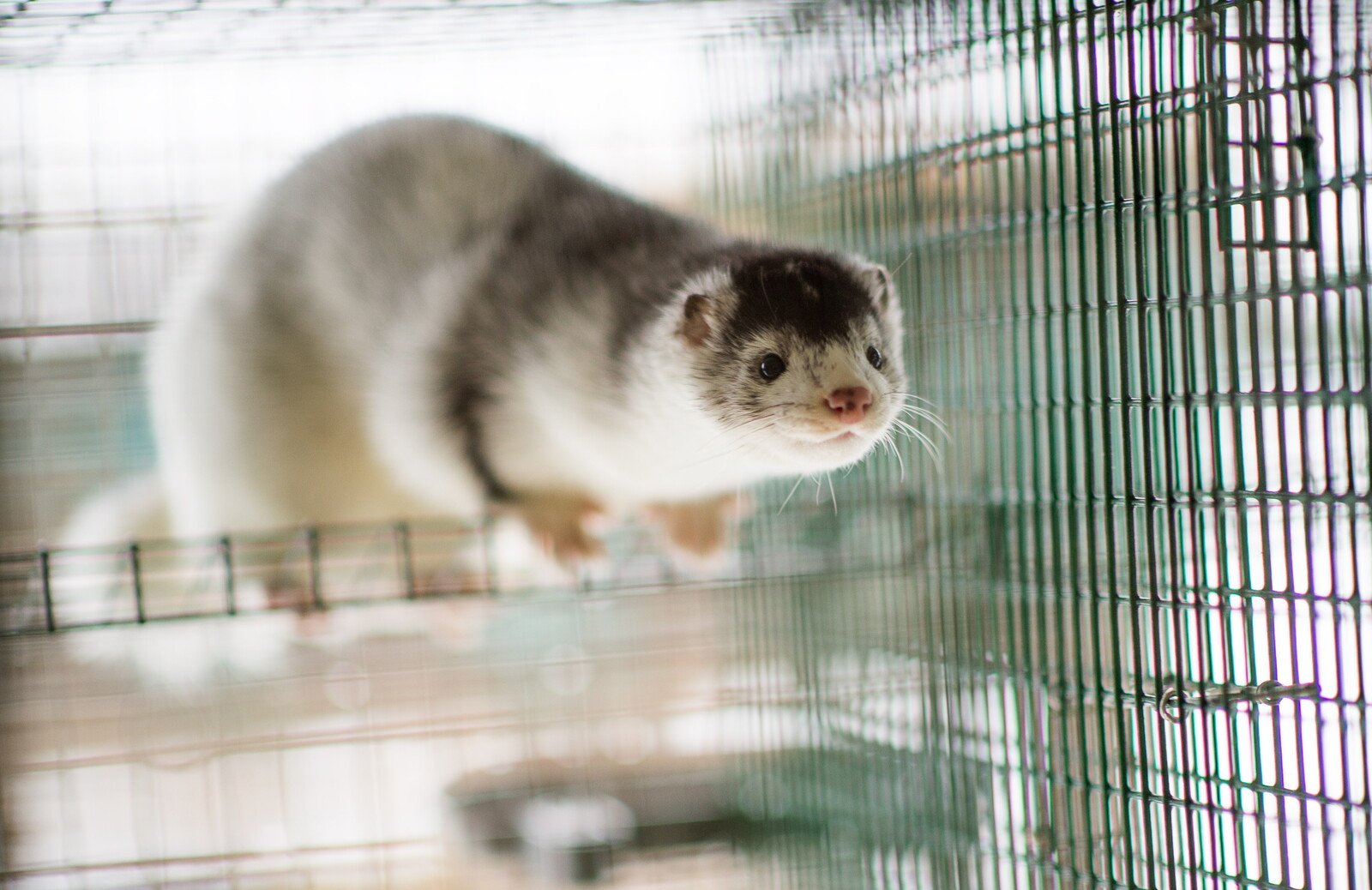 SEK 180 million to mink farmers who shut down