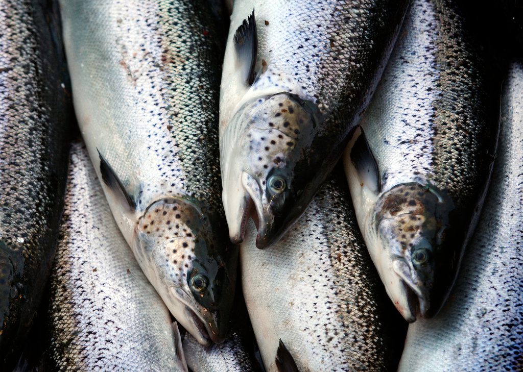 Wild fishing surrounded by cultivation