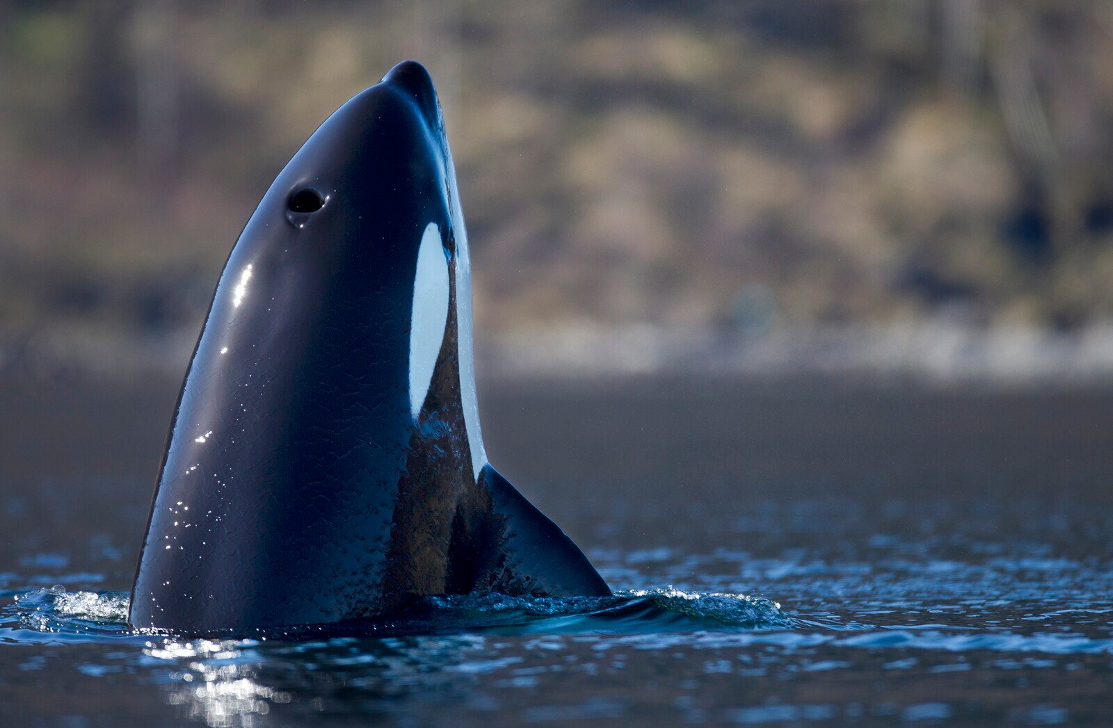 The Harbor Porpoise Elida Full of Banned Toxins