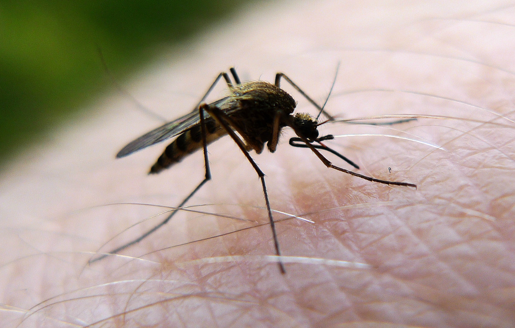 Extra funding to combat the mosquito invasion