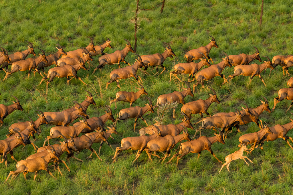 The world's largest animal migration discovered in South Sudan