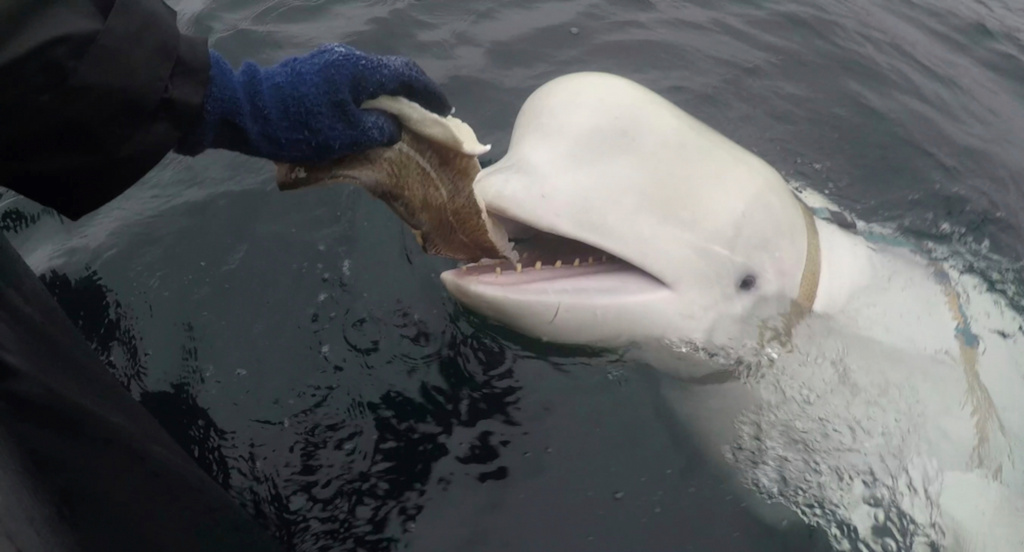 The Beluga Whale Hvaldimir is