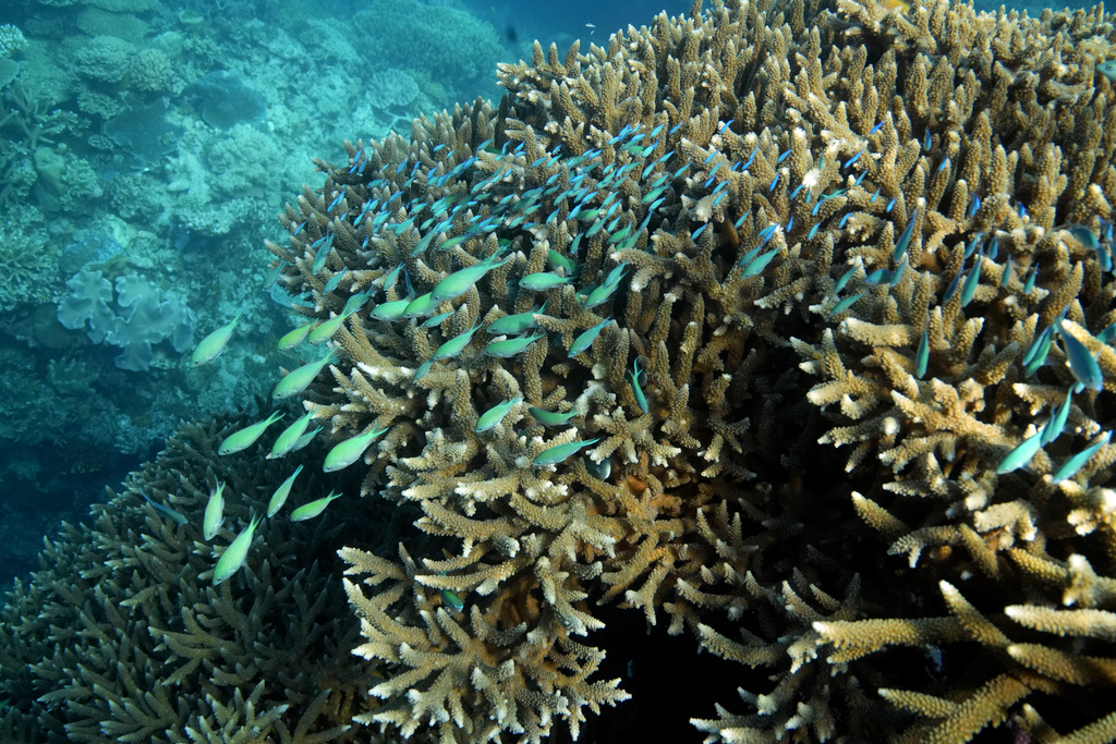 The Large Barrier Reef at a Record High Temperature Over the Past Ten Years