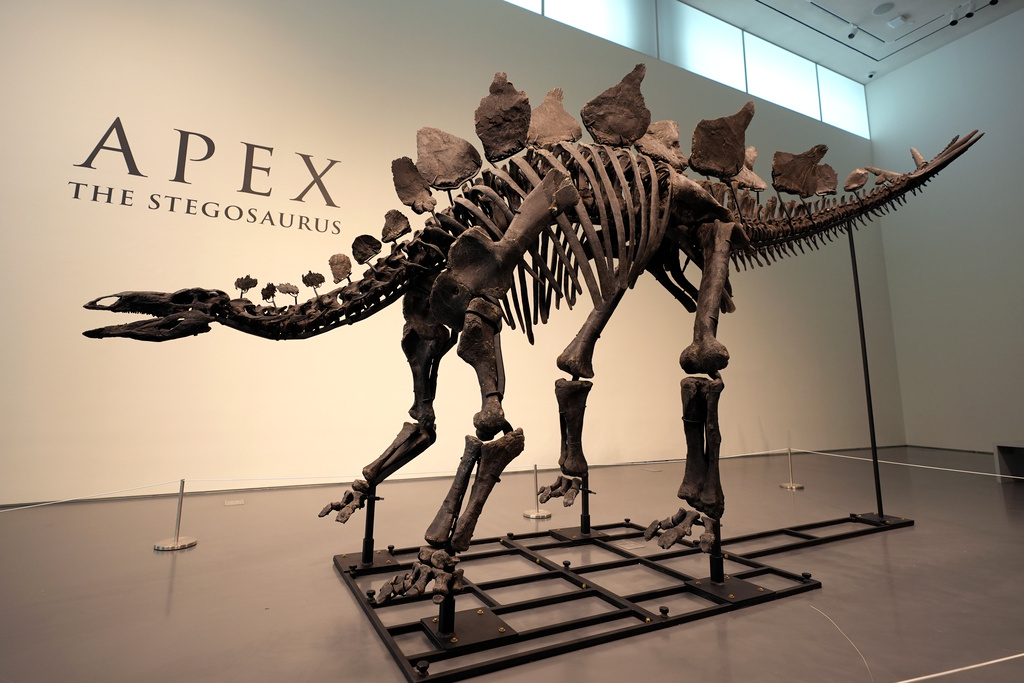 Stegosaurus skeleton sold for 470 million