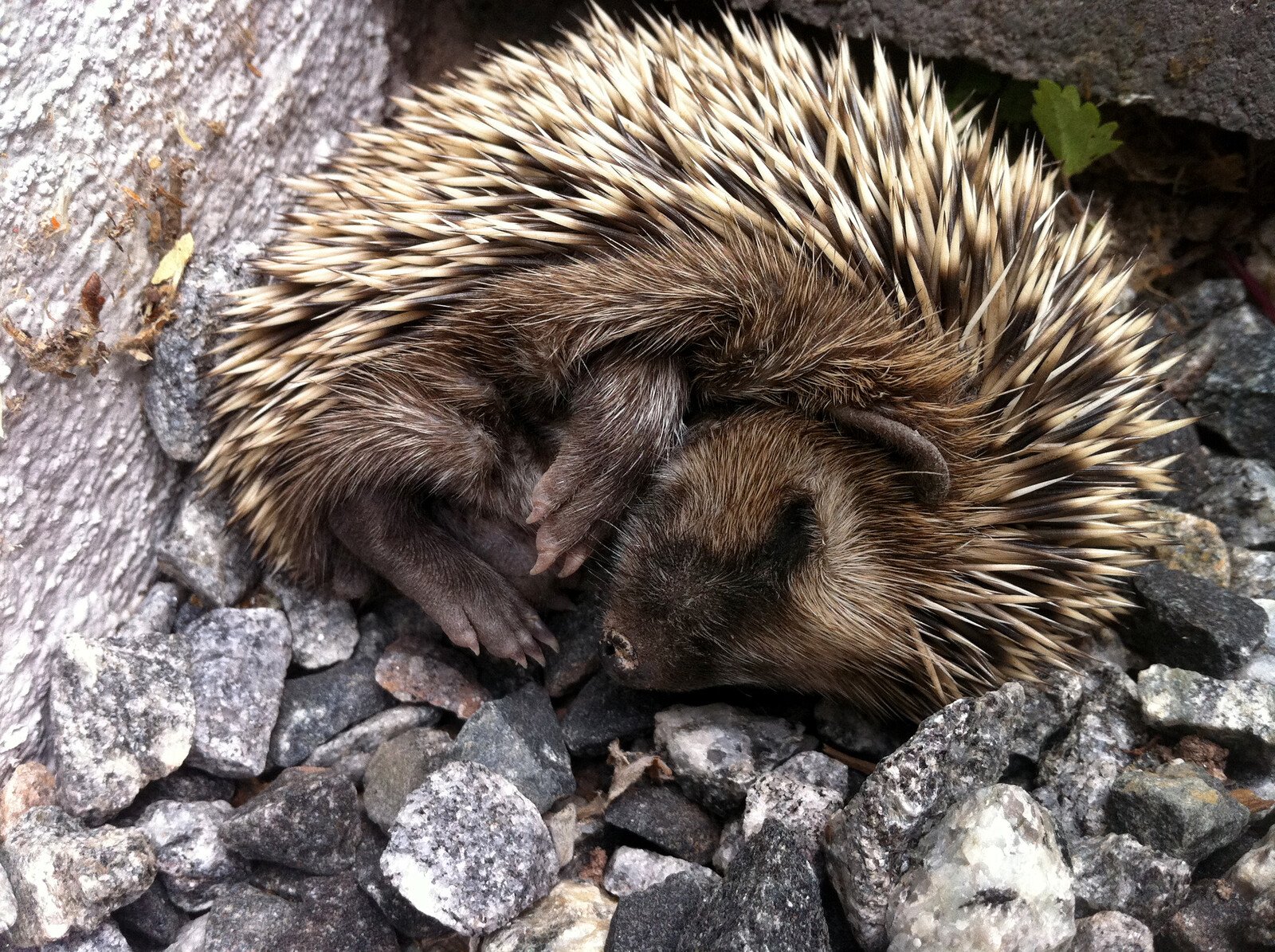 Mild Winter Can Wake Up Hedgehogs Prematurely