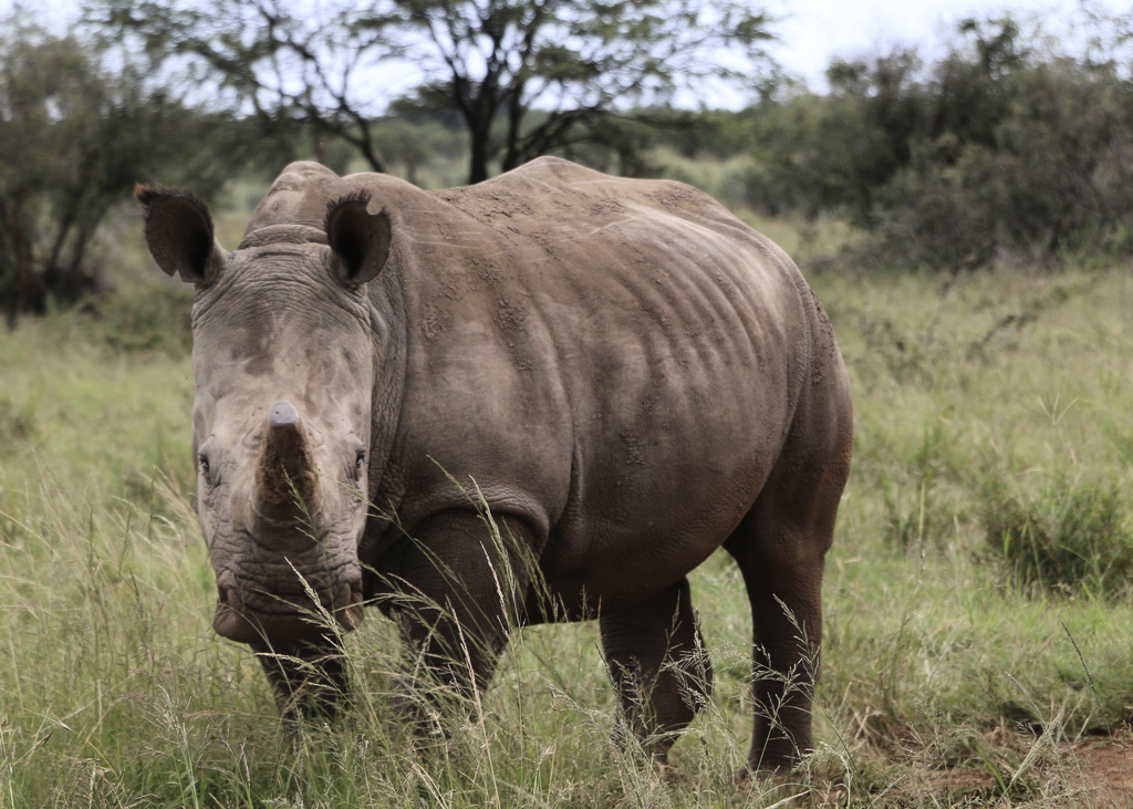 The weapon against poachers: Radioactive horns