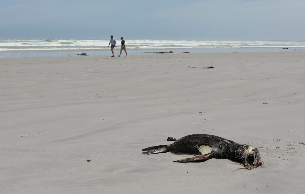 Rabies-infected seals spread fear in South Africa