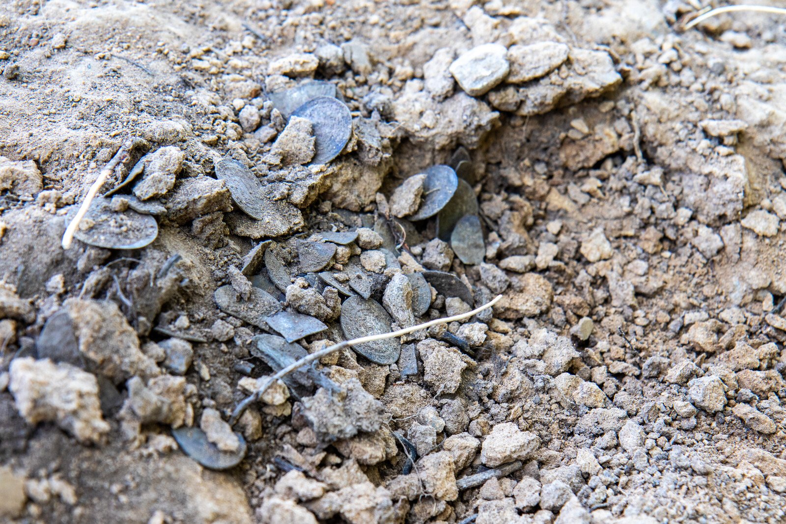 Excavator operator found silver treasure