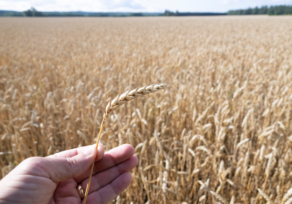 Grain Harvest Back to Normal Levels