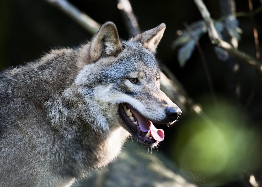 "No to Protective Hunting of Wolf in Västervik"