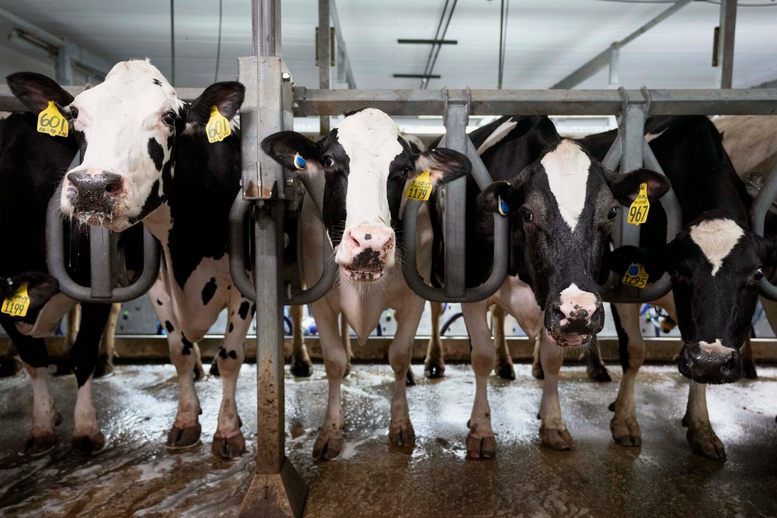 American milk being tested for