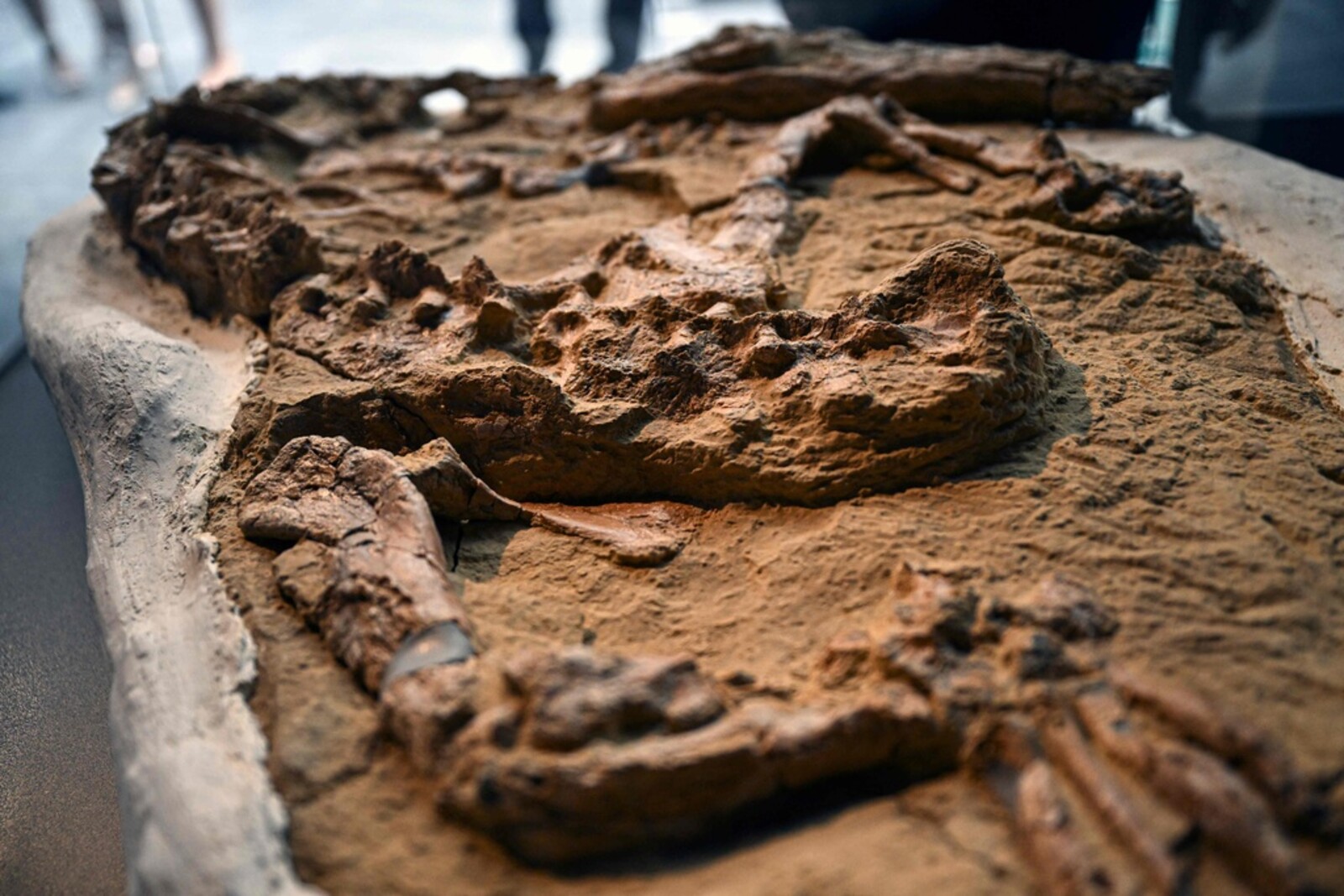 Desert Discovery: 10 Million-Year-Old Crocodile