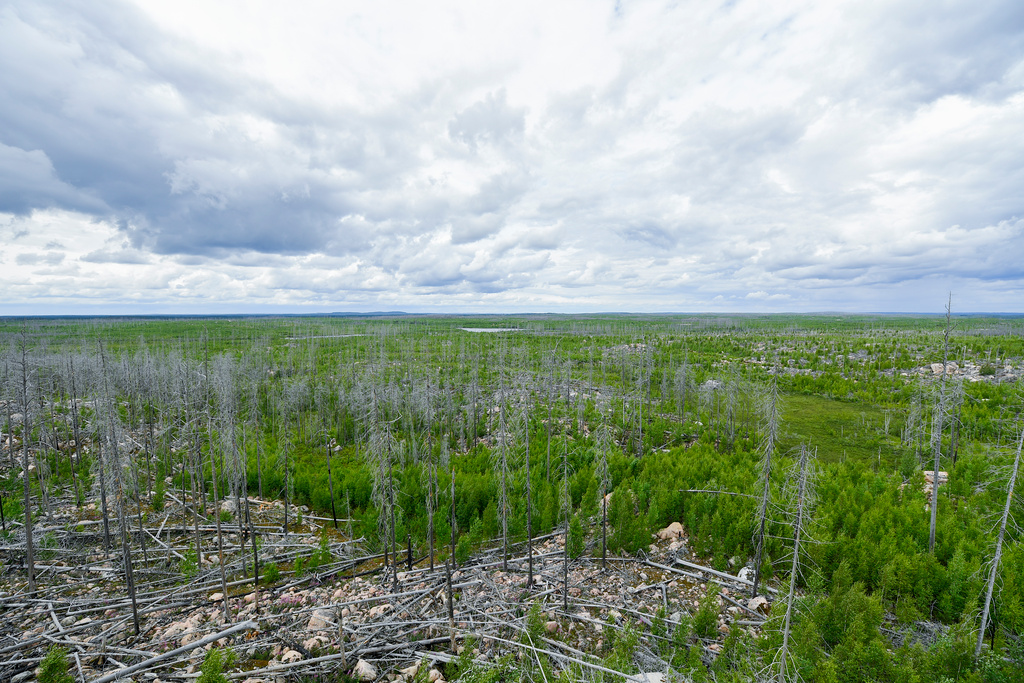 Ten years after the major forest fire – this is how Sweden has prepared